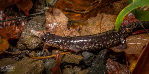 Georgia Camp Trail: Cow Knob Salamander
