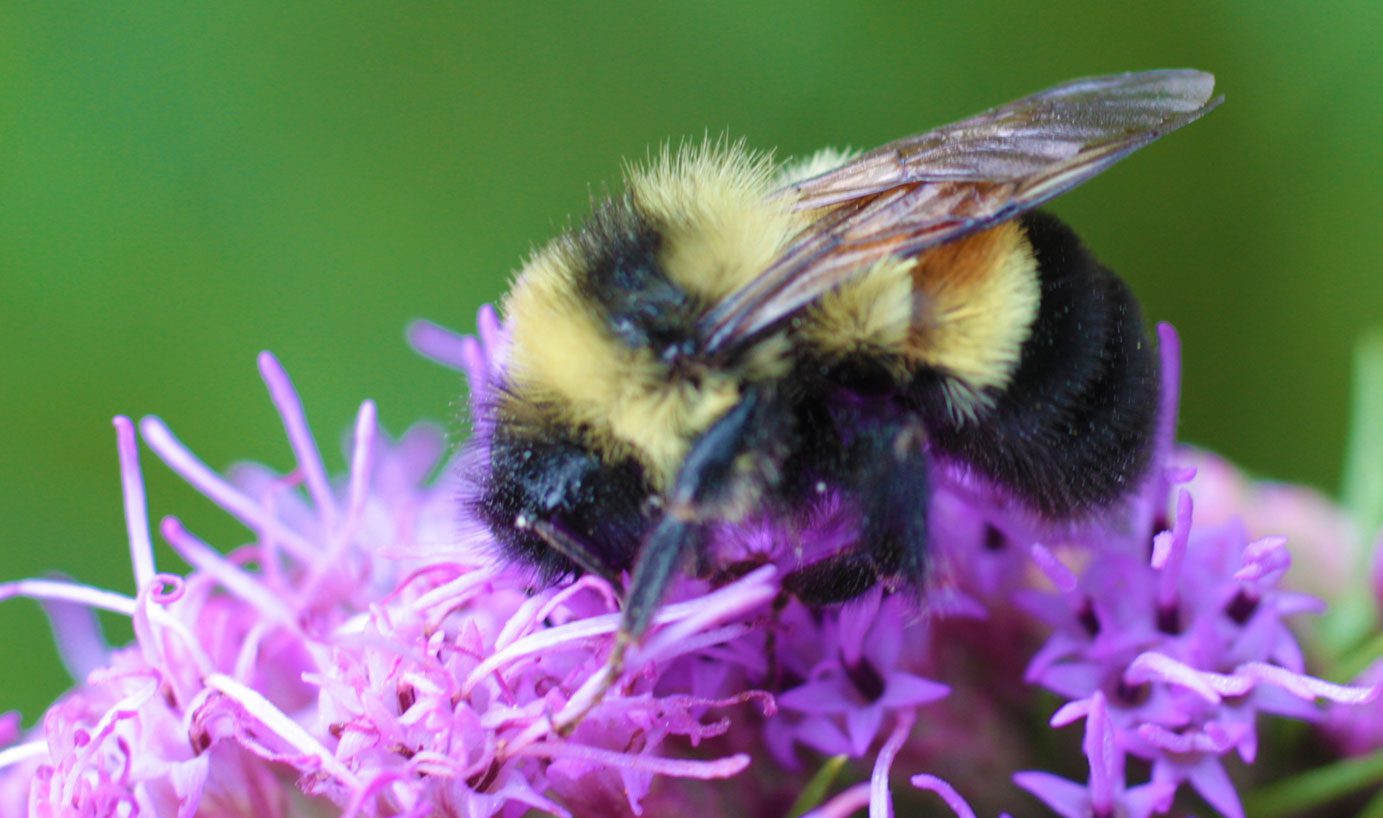 help-us-find-the-rusty-patched-bumble-bee-wild-virginia