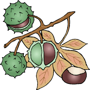 Chestnut