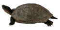 Wood Turtle