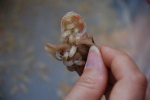 Isopods devouring shrimp bait (USFWS)
