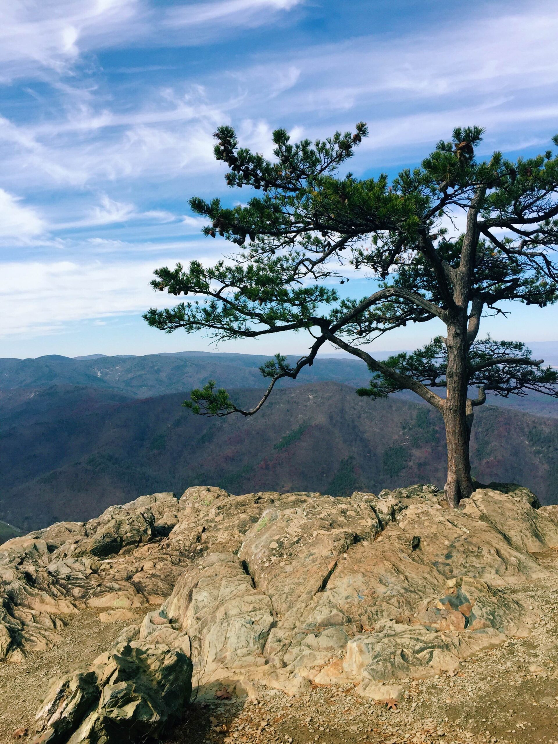 Forest Service Clears the Way for ACP Wild Virginia