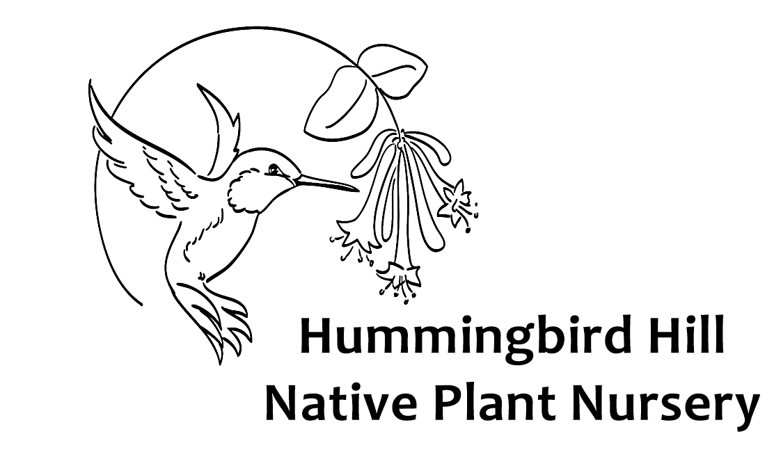 hummingbird hill logo