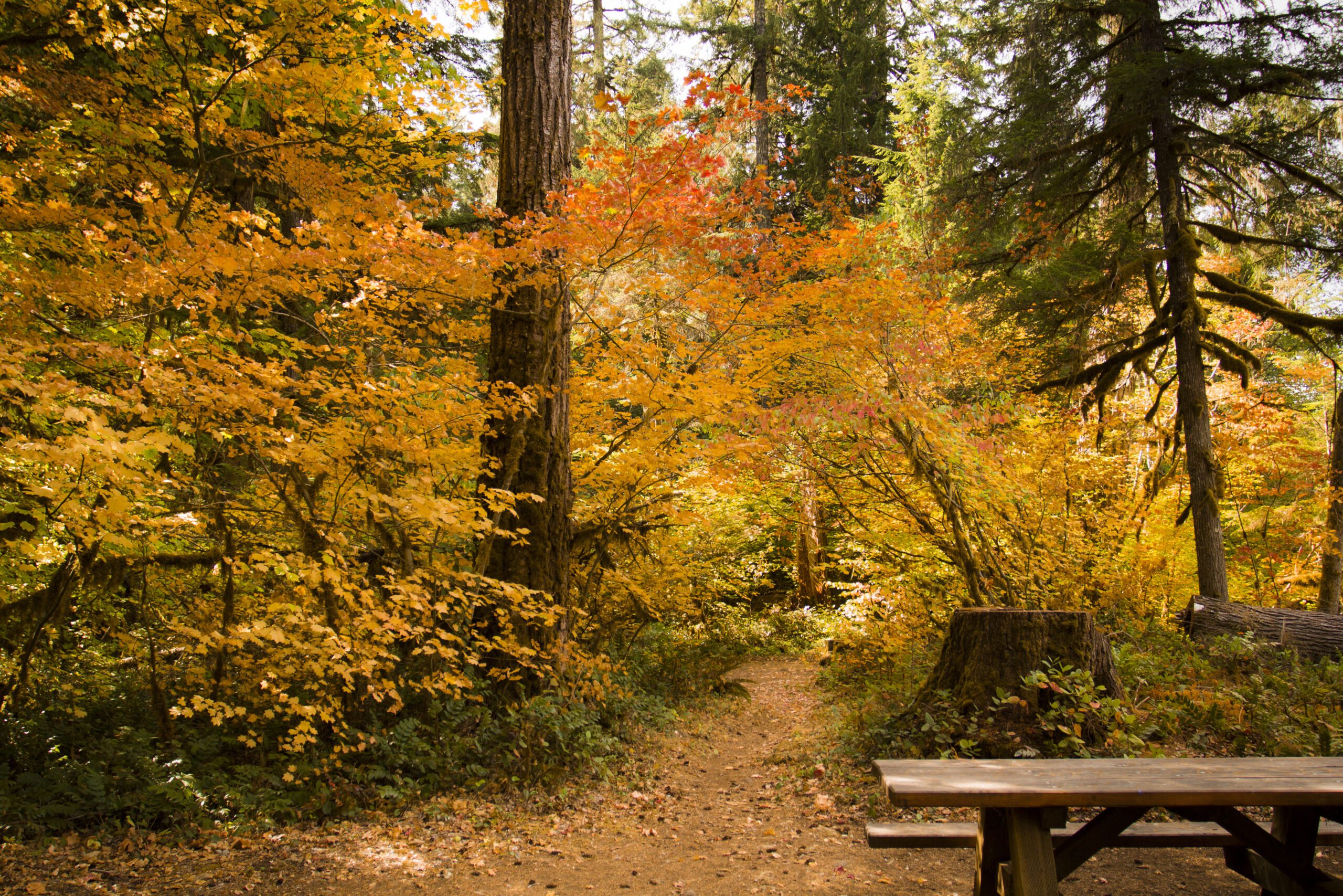 oregon-wild-s-new-report-shows-importance-of-forest-conservation-wild