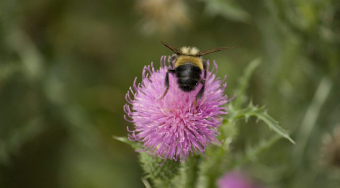 New Rusty Patched Bumblebee Populations found near the Path of the Atlantic Coast Pipeline