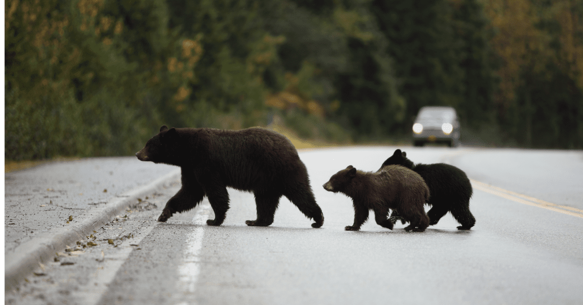 Virginia Wildlife to Watch for While Driving this Fall - Wild Virginia