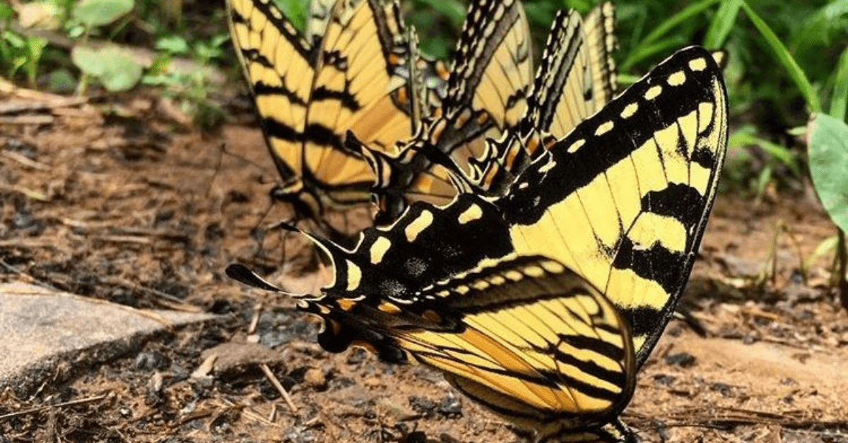 VIRGINIA butterflies