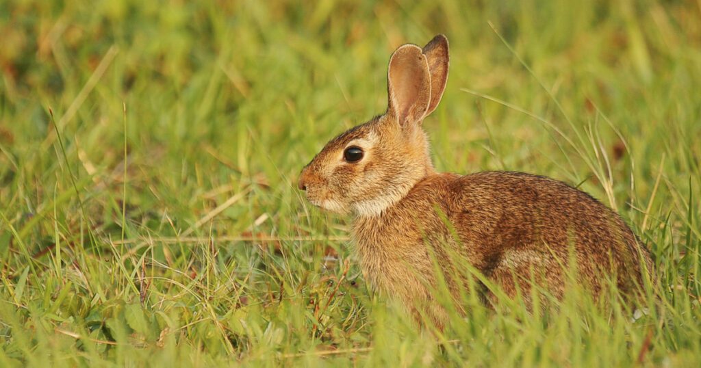 Eastern cottontail rabbit sitting in grass at Pea Island National Wildlife Refuge on the Outer Banks of North Carolina.