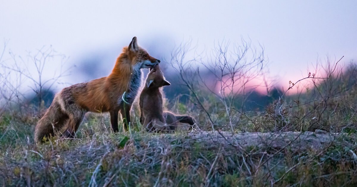 Red fox vixen and pup nose to nose at sunset in Hampton, Virginia.