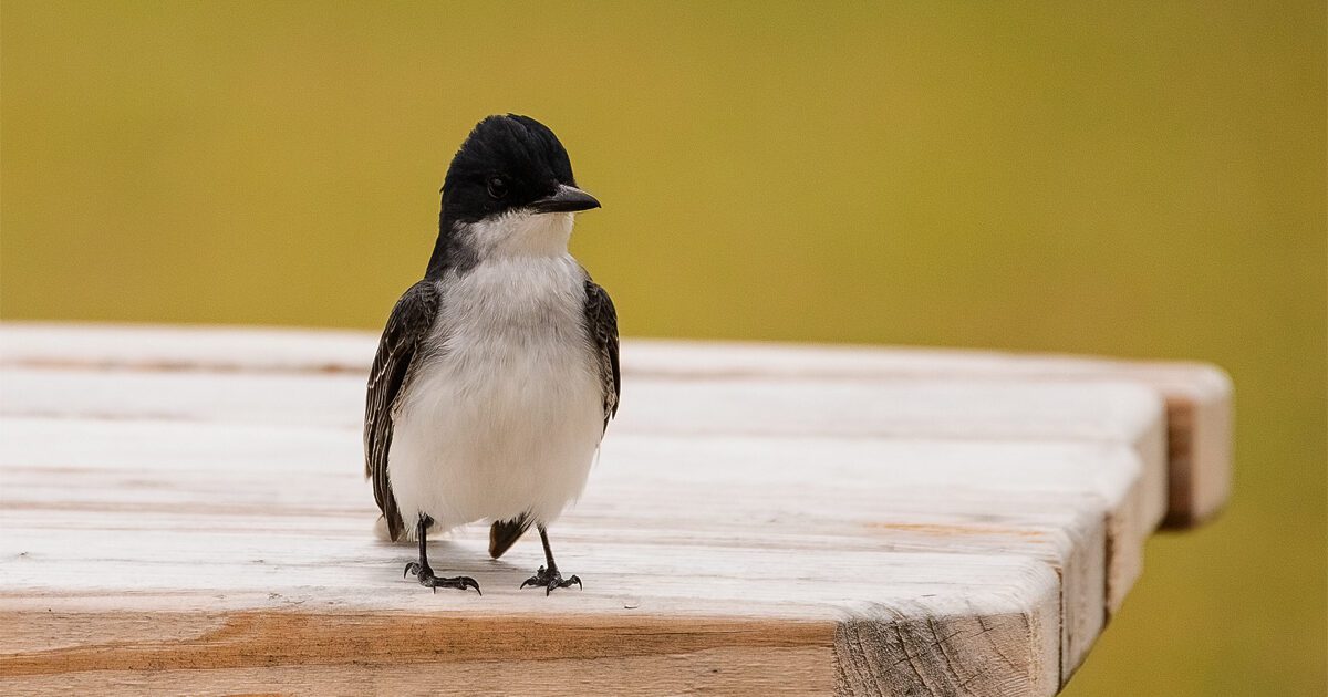 Eastern kingbird sitting on picnic table on a cloudy afternoon at Fort Monroe National Monument in Hampton, Virginia.