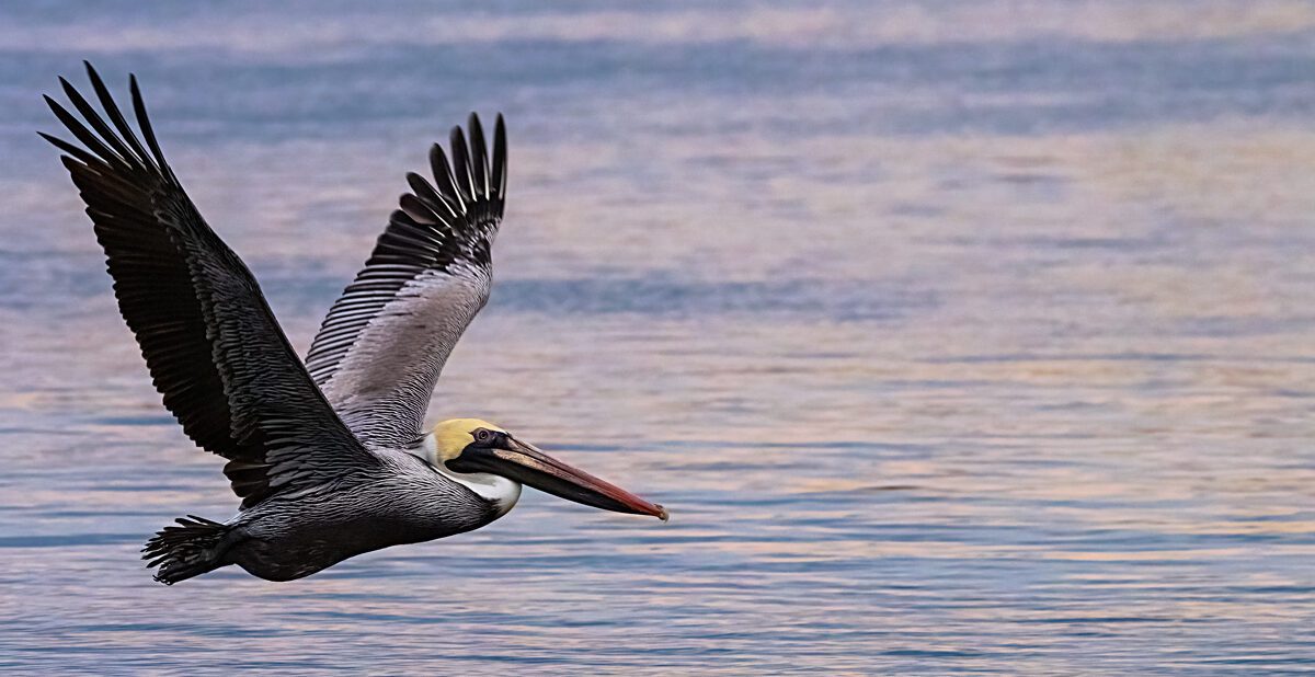 Brown pelican flying low over the water at sunset at Phoebus Waterfront Park in Hampton, Virginia.