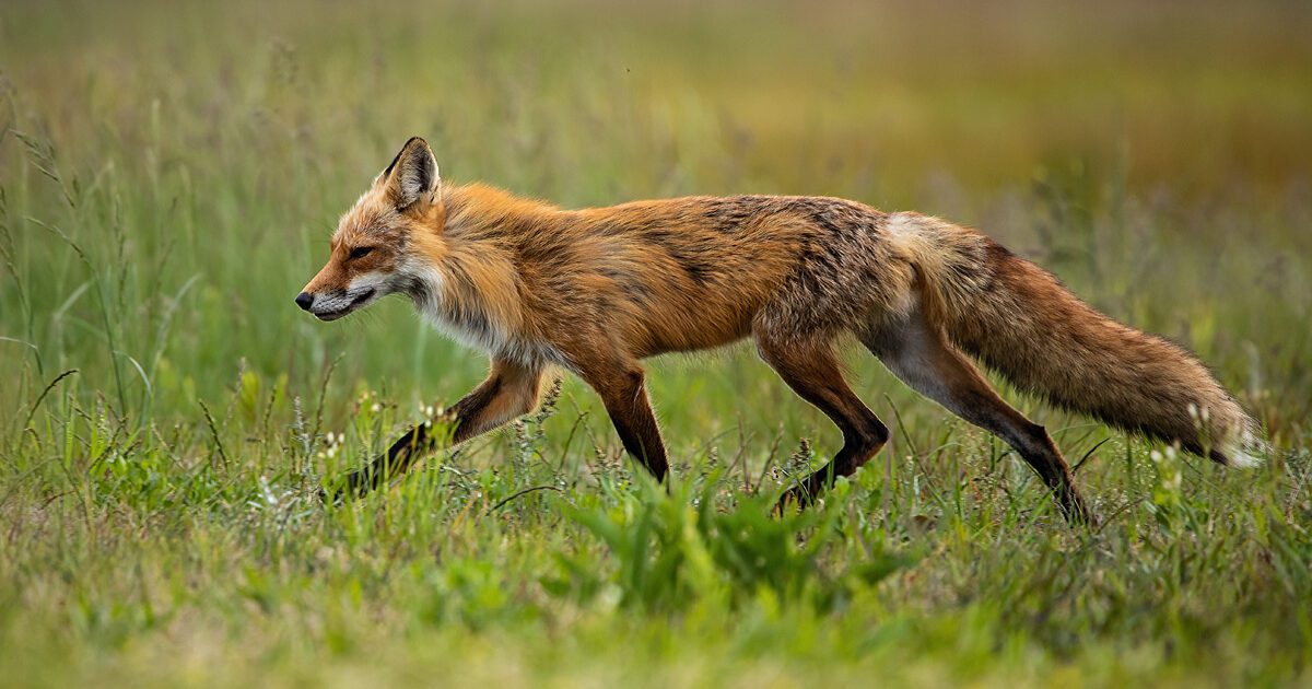 Red fox (Vulpes vulpes) vixen walking in the grass near the fox den on a spring morning in Hampton, Virginia.