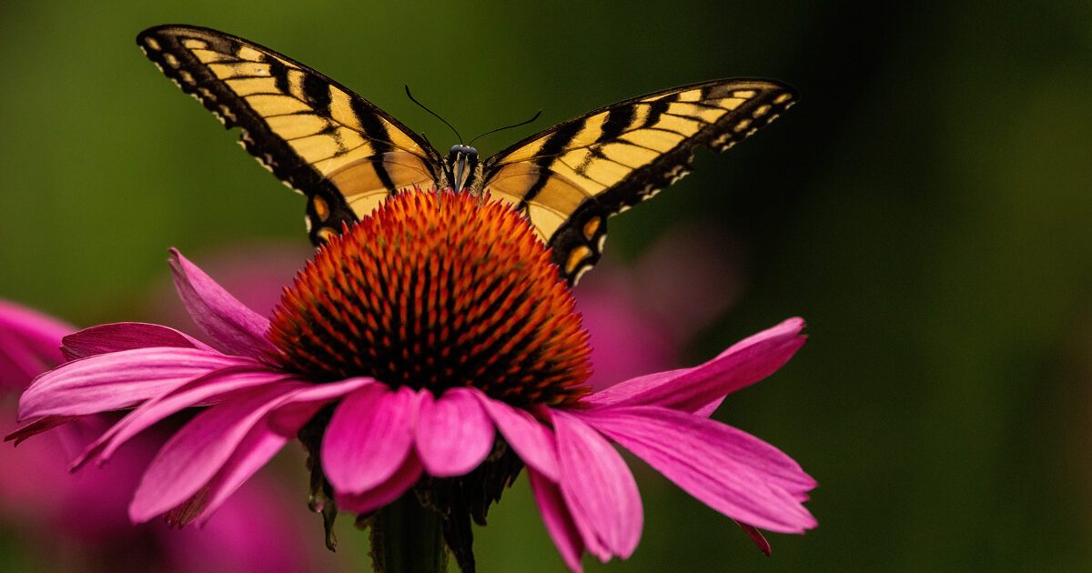 Eastern tiger swallowtail butterfly (Papilio glaucus) feeding on a purple coneflower after a rainy morning at the Norfolk Botanical Garden in Norfolk, Virginia.