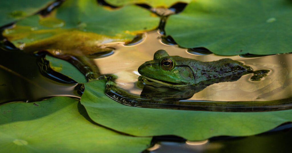 American bullfrog (Lithobates catesbeianus) resting on a lily pad on a spring eveinng at the Norfolk Botanical Garden in Norfolk, Virginia.