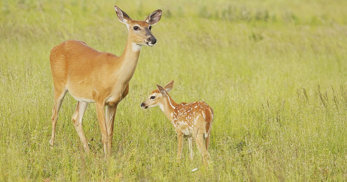 White-tailed deer and fawn standing in field at Big Meadows in the Shenandoah National Park in Virginia.