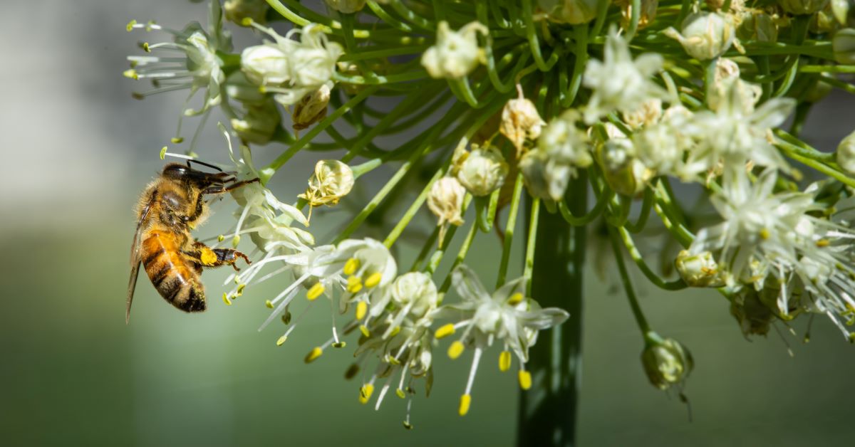 A western honey bee (Apis mellifera) gathers pollen on onion flowers in Boise, Idaho. 6/30/2021. USDA photo by Kirsten Strough.