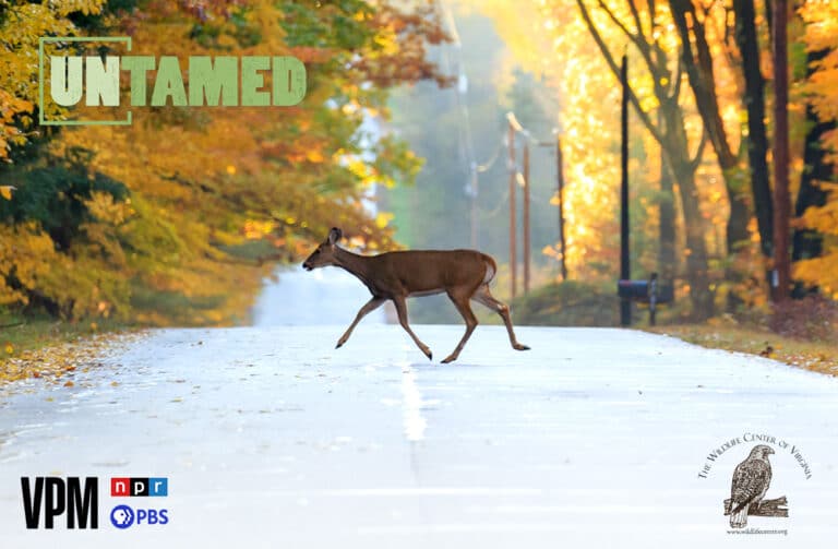 The Wild Virginia Film Experience is COMING SOON! Wild Virginia