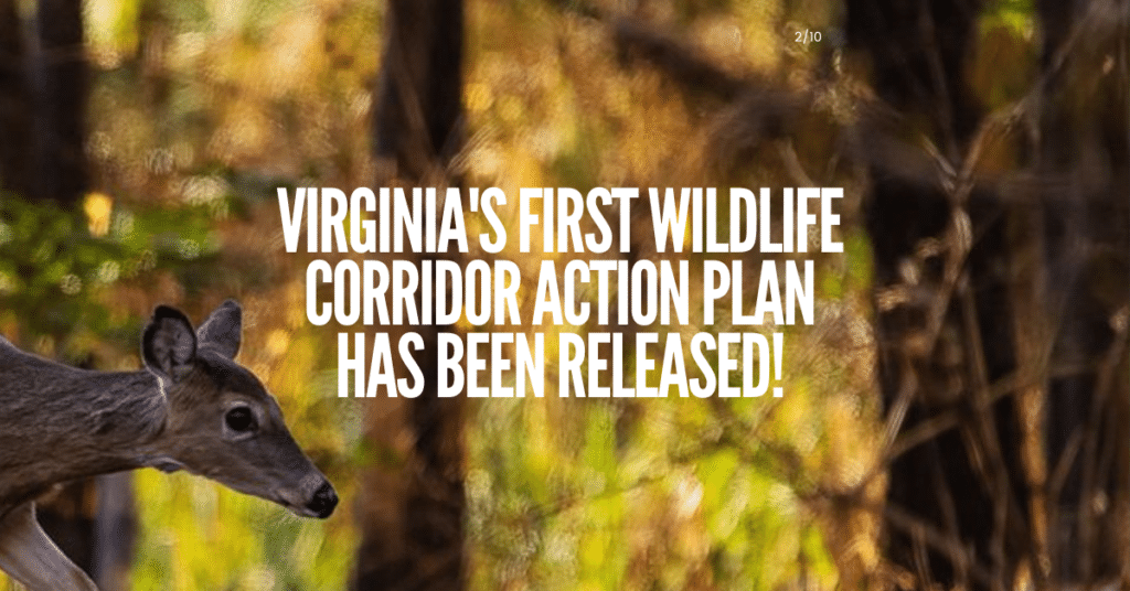 Virginia's First Wildlife Corridor Action Plan Has Been Released