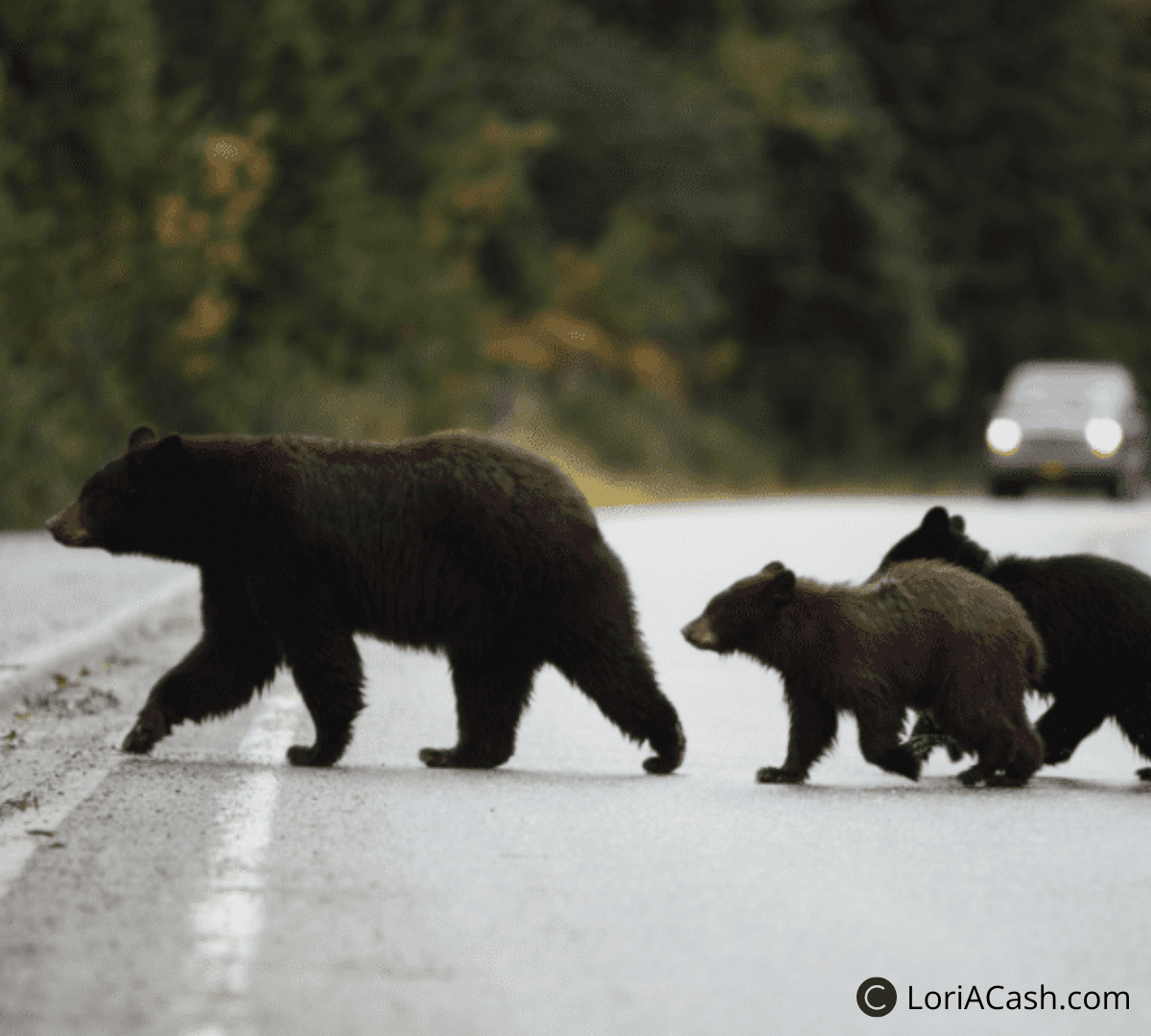 Black bear family crossing road