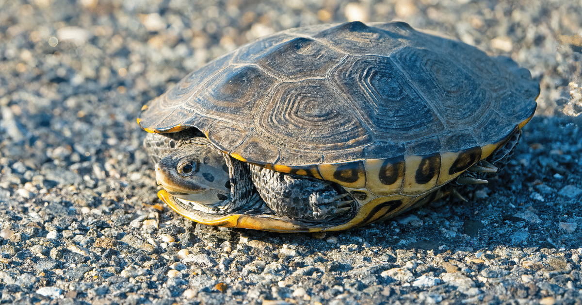 BrianEKushner from Getty Images - Terrapin crossing the road